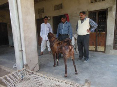 goat based livelihood 5