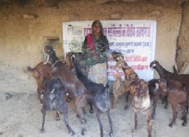 goat rearing leads to enhanced income